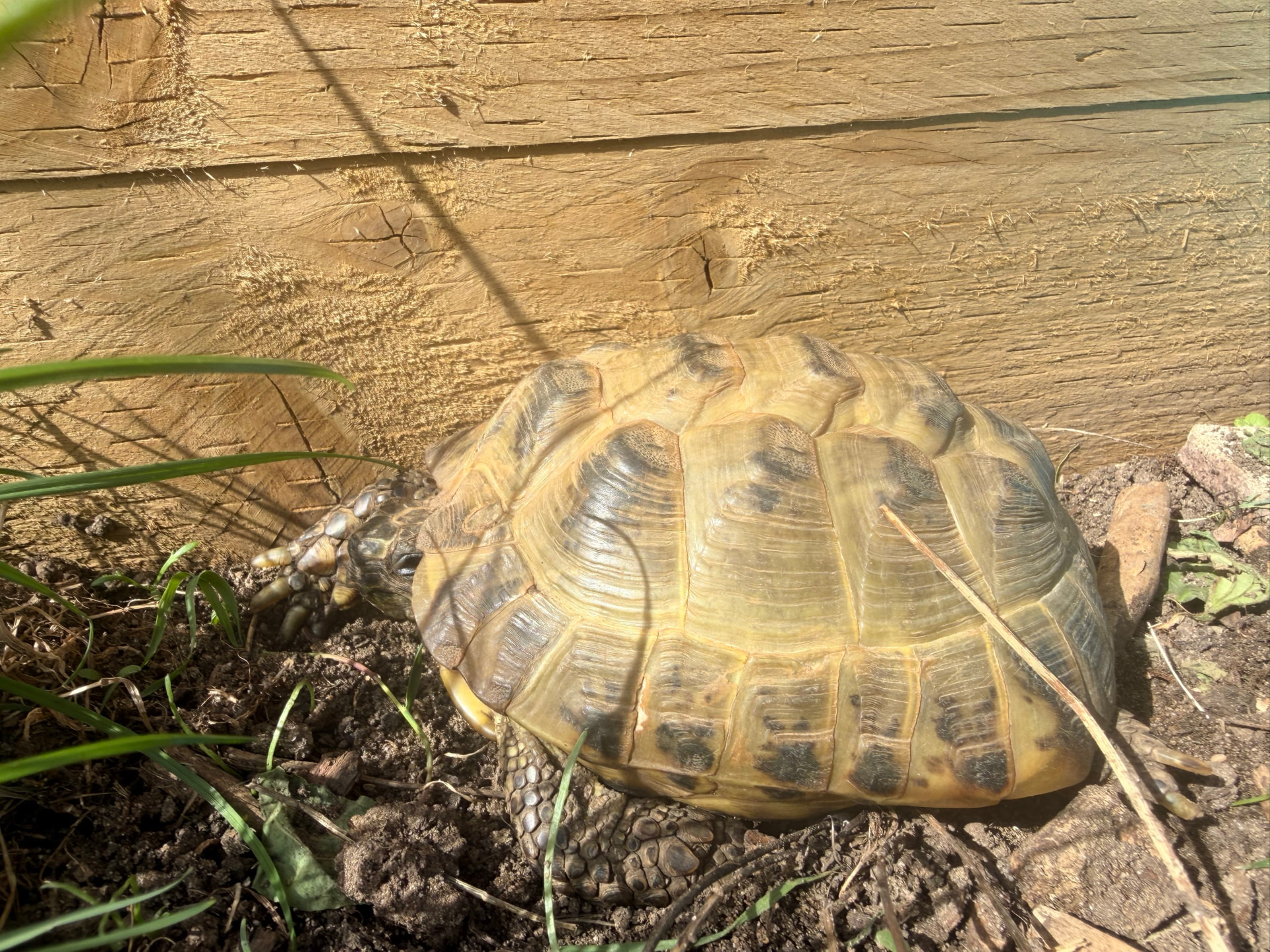 A tortoise on soil beside a timber sleeper and blades of grass