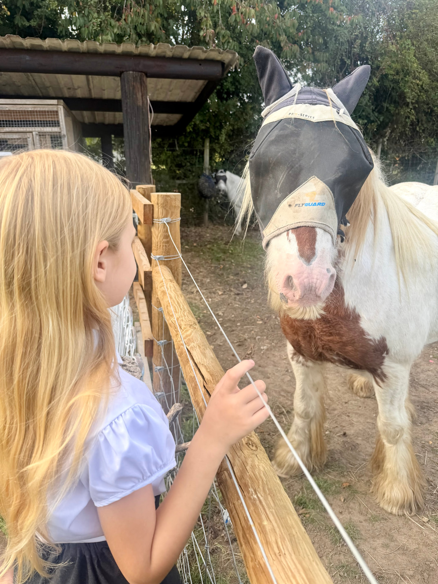 A child reaching towards a brown and white cob wearing a fly mask across a wooden fence