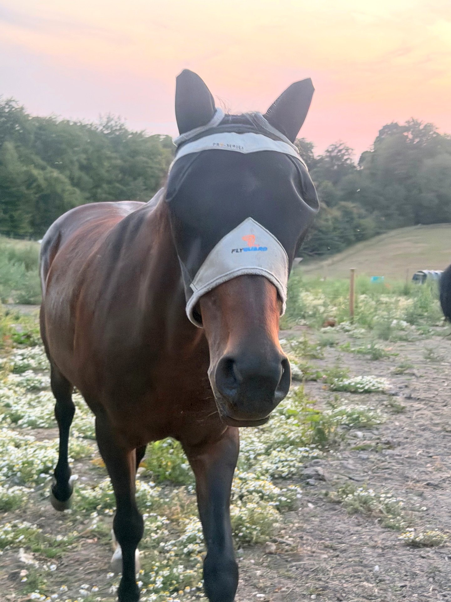 Mya, a bay horse, facing the camera in a fly mask with a pink evening sky behind her