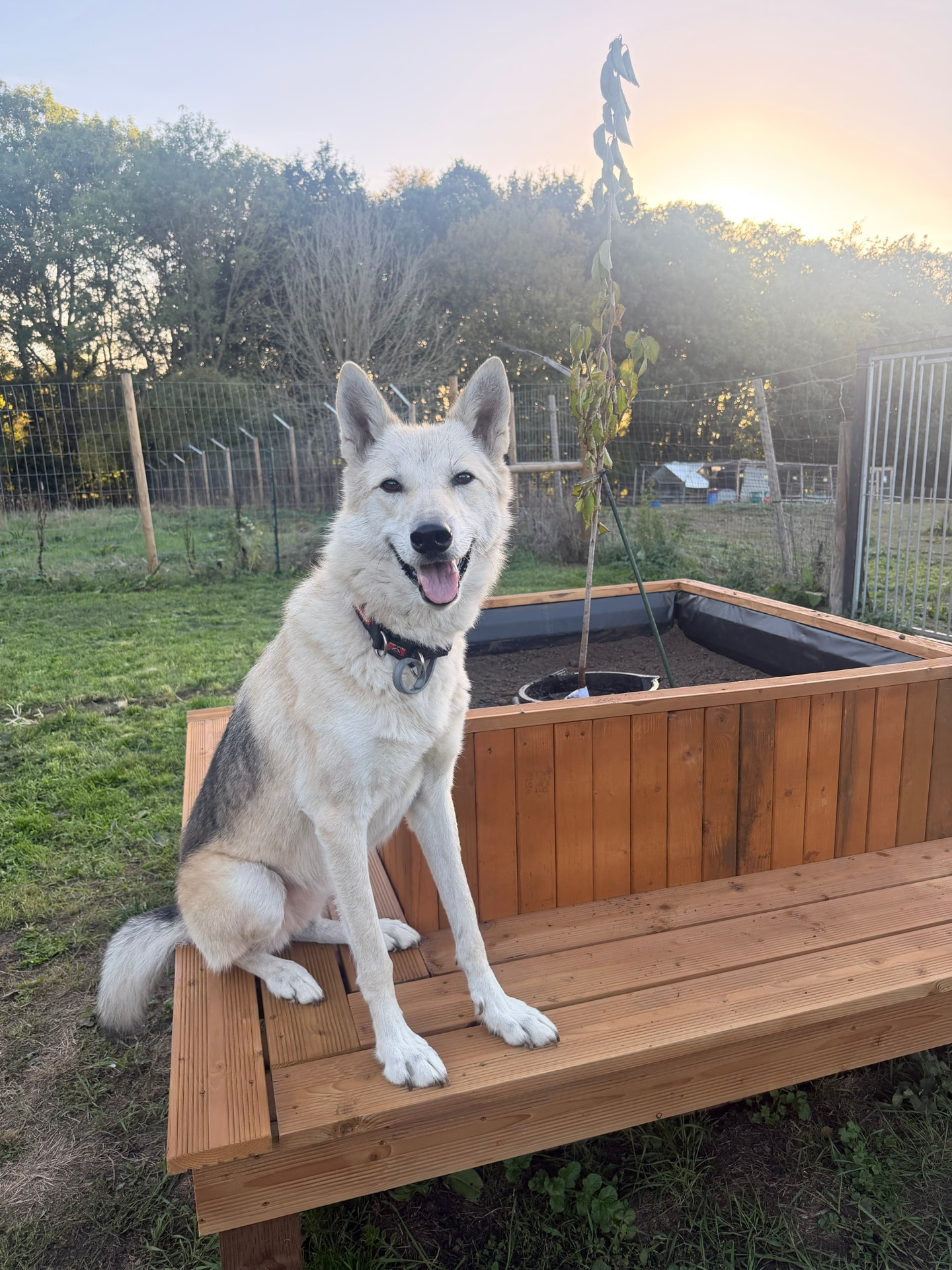 A white wolfdog sitting on a wooden bench around a planter, with fencing and trees behind