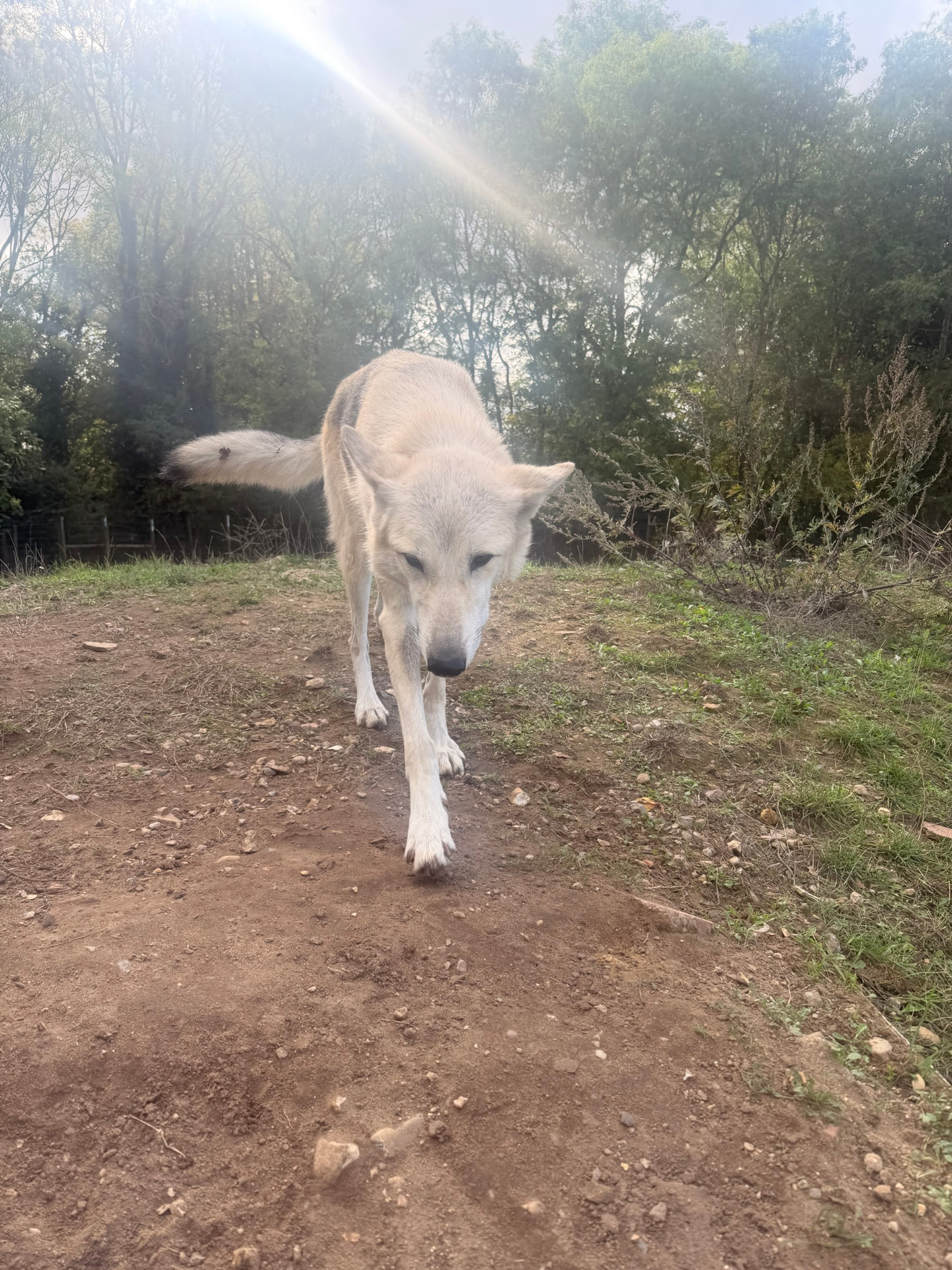 A white wolfdog walking towards the camera along a dirt path with grass and trees behind