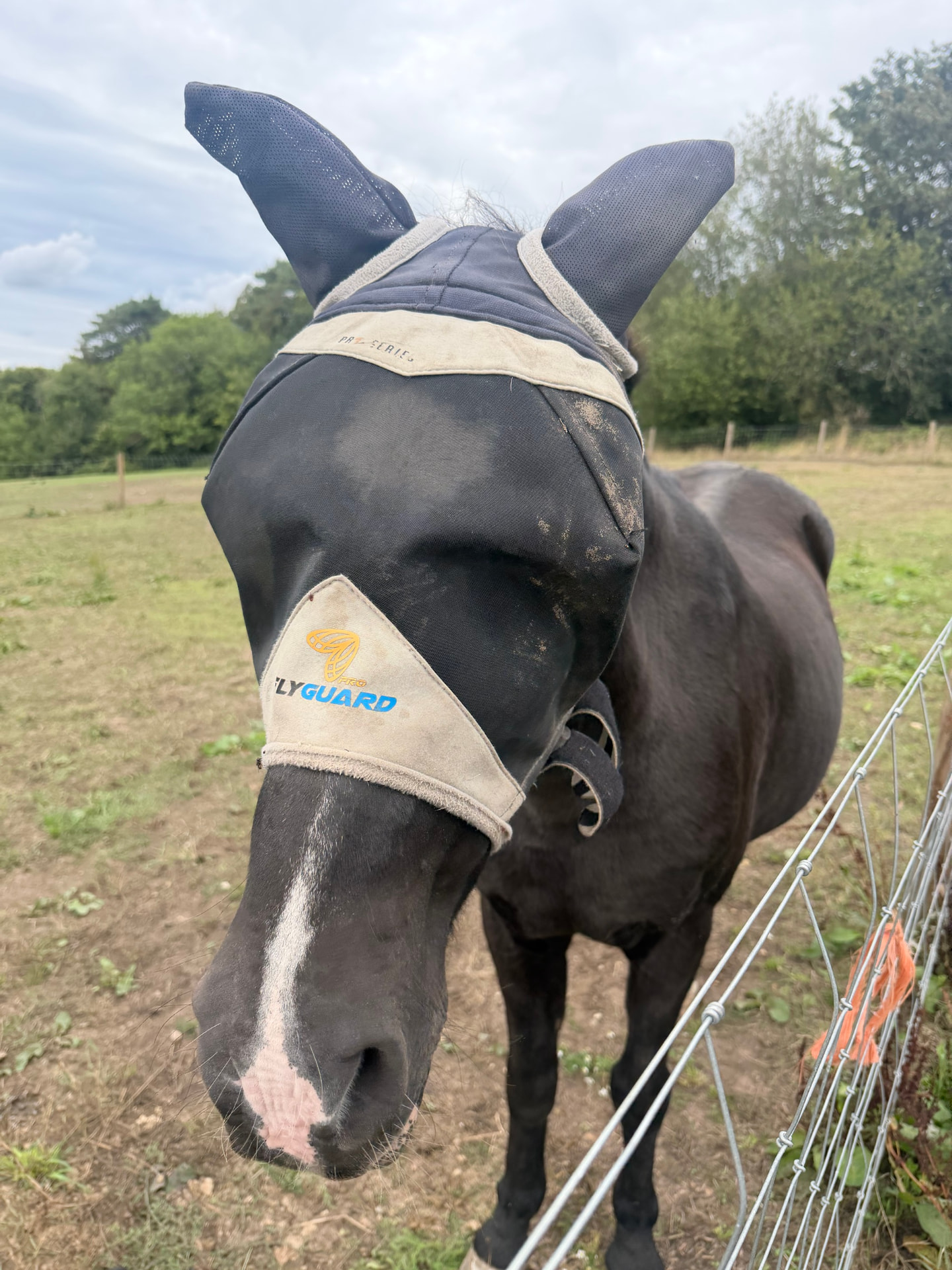 A black horse wearing a fly mask beside a wire fence, with a white marking visible on its muzzle