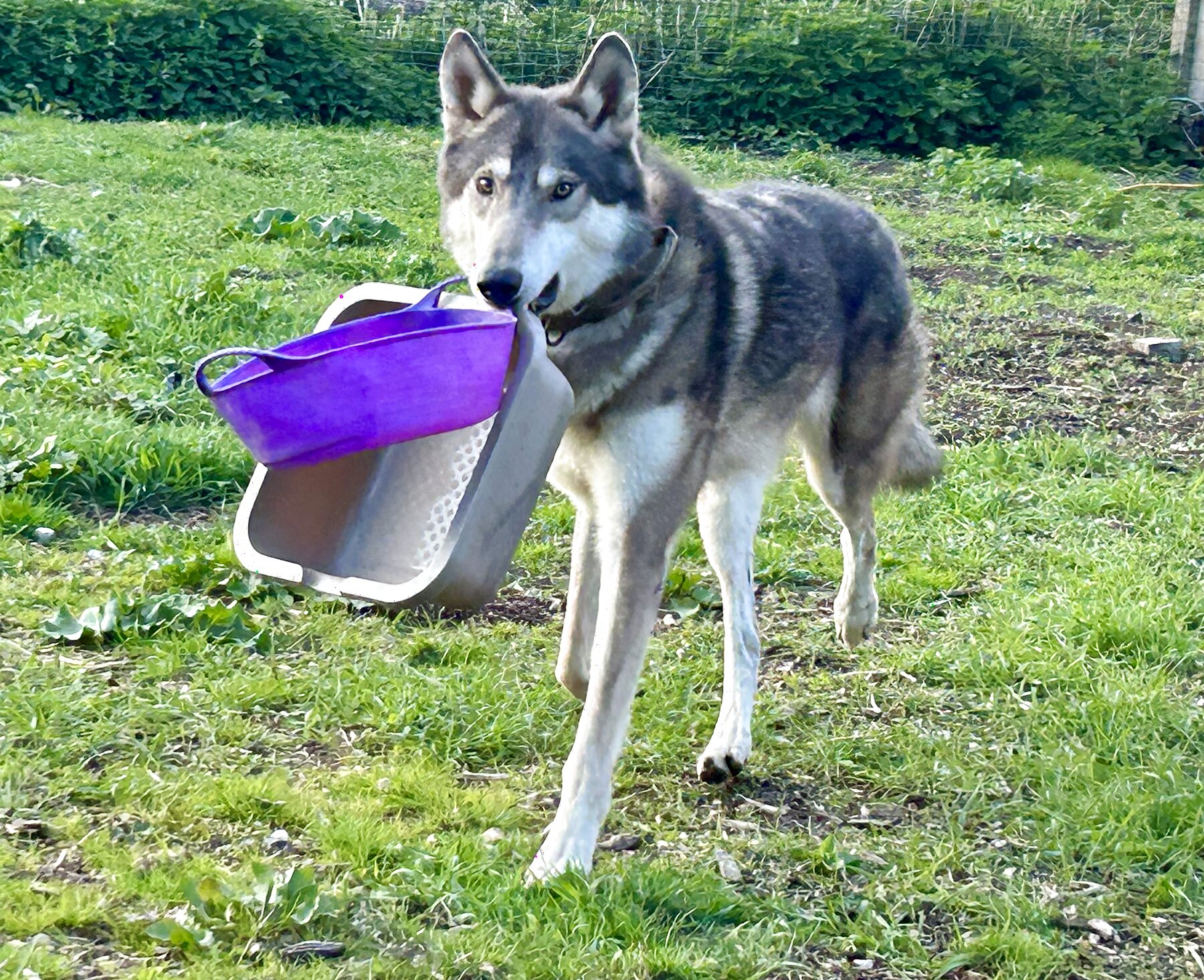 Working dog carrying a feed bucket across the paddock at the Wild Minds Farm Campus