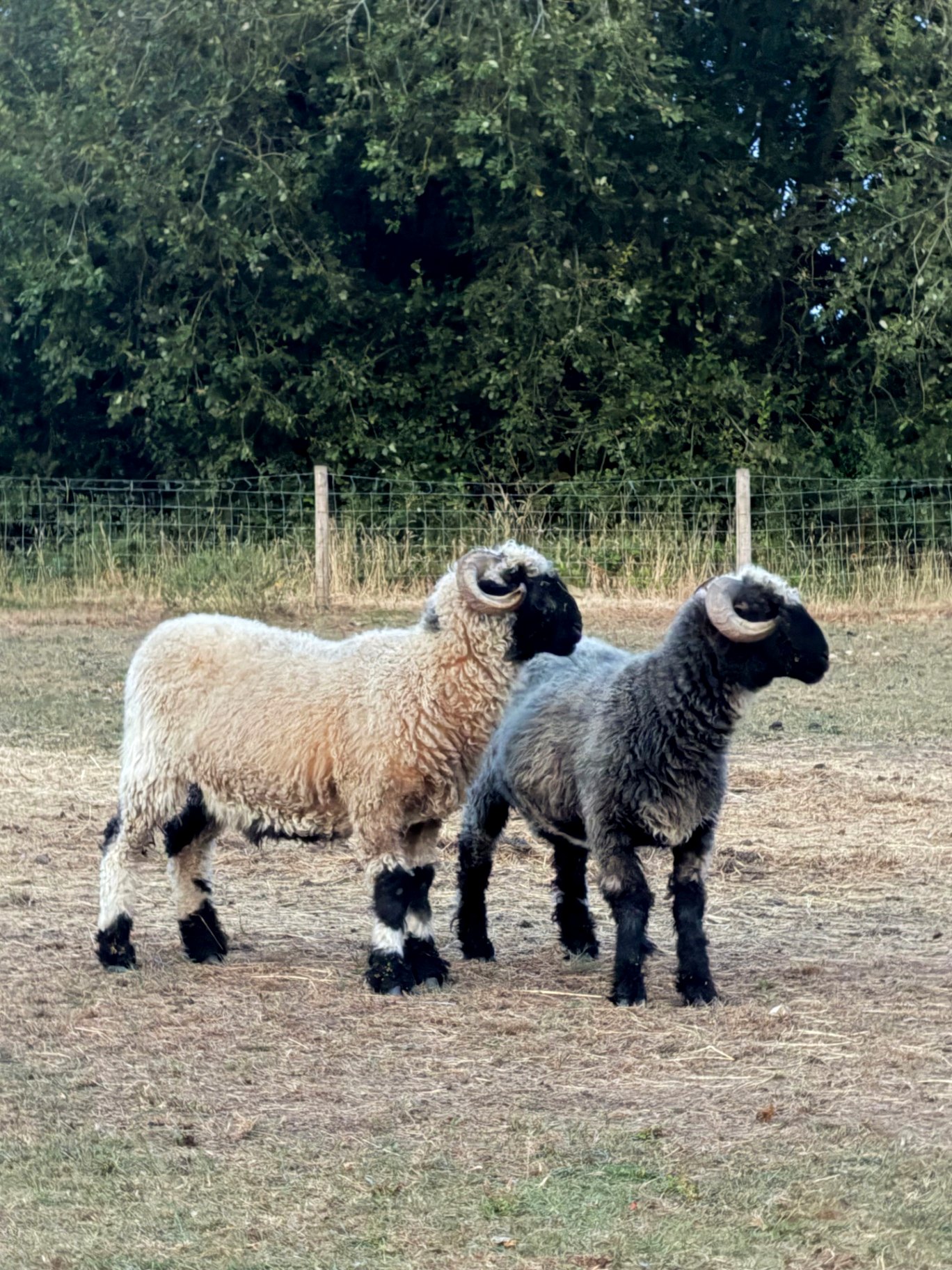 Two rams in the field at the Farm Campus