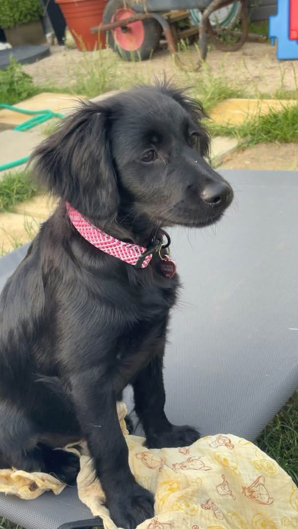 A black puppy wearing a pink patterned collar, sitting on a grey cushion outdoors