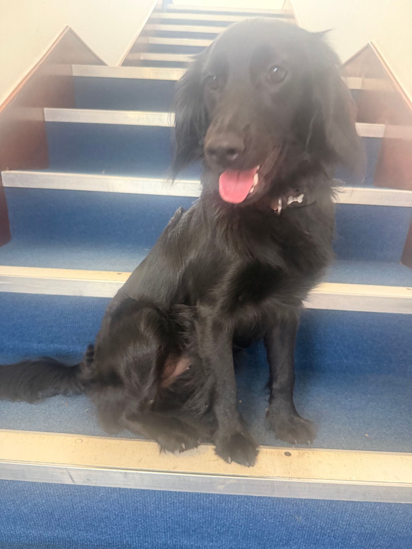 A black dog sitting on blue-carpeted stairs with its tongue out