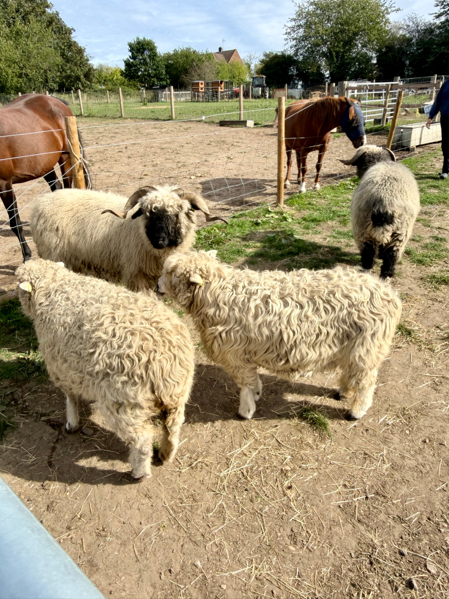 Two pale curly-fleeced sheep and two black-faced horned sheep in a paddock, with horses behind a wire fence