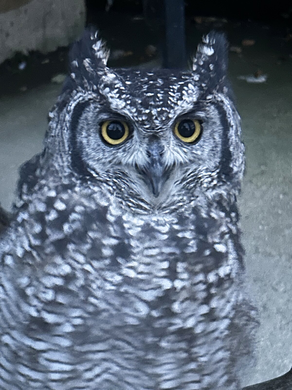 Owl in the animal care barn at the Farm Campus
