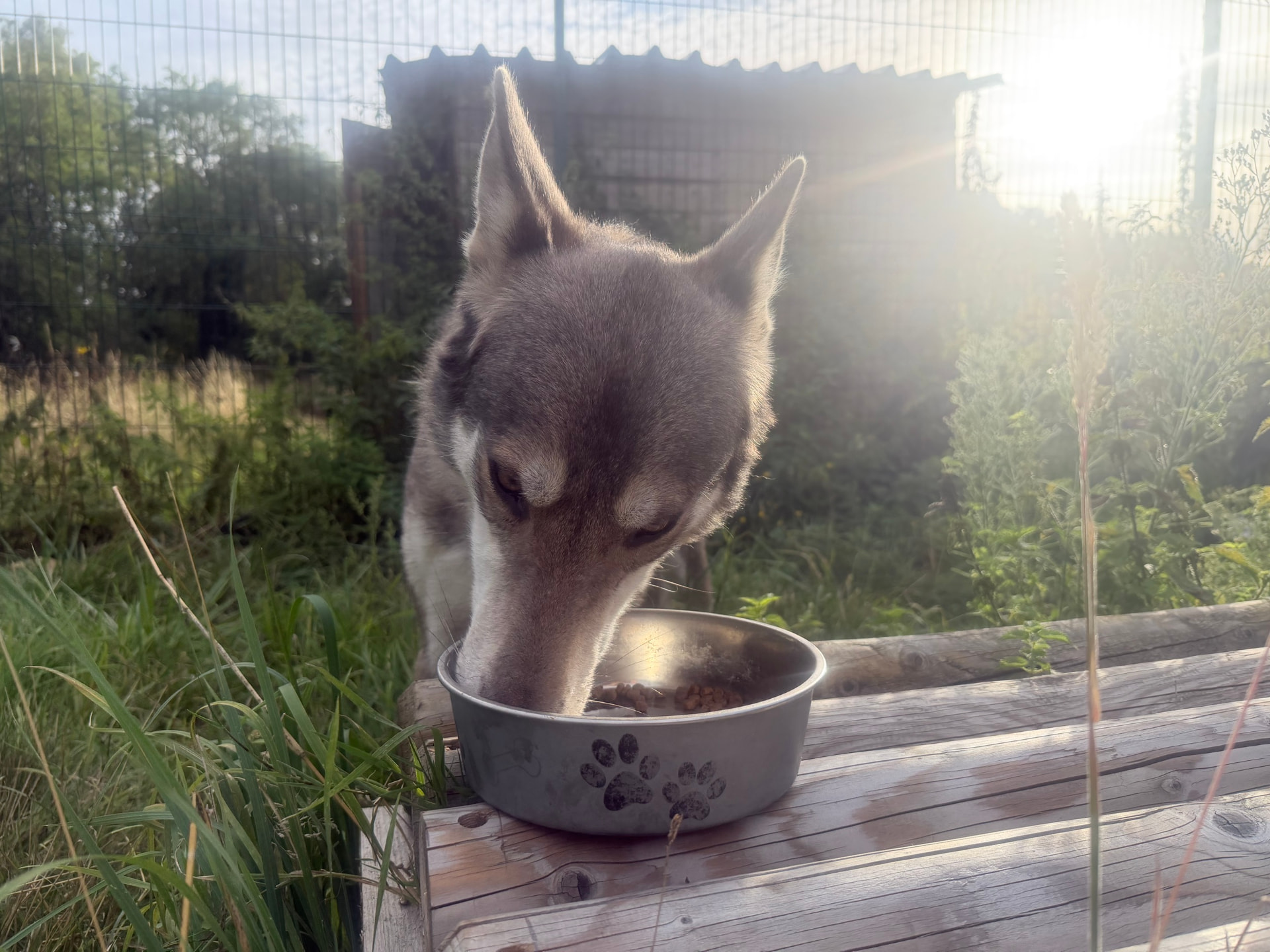 A grey wolfdog eating from a metal bowl on a wooden surface beside long grass
