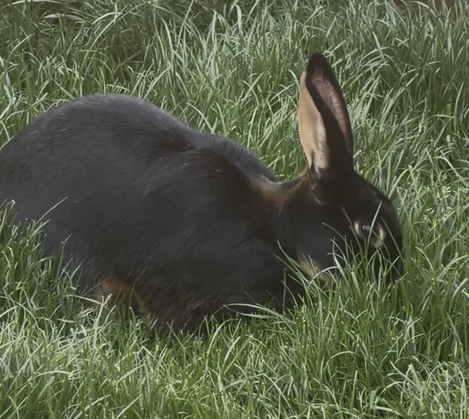 Rabbit in long grass at the Farm Campus